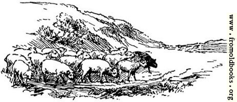 Sheep, from p. 69