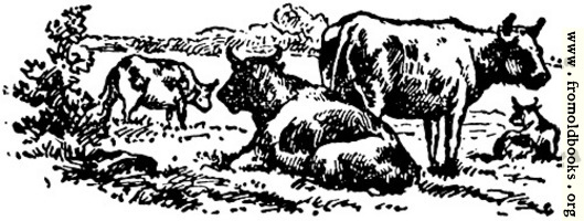 Oxen, from p. 69