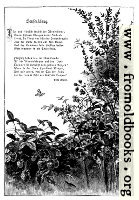 Page image, full-page border with wild flowers