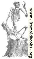 Skeleton sitting on a tree stump and waving, from 18th century engraving