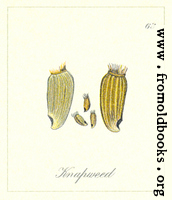 63. Knapweed seeds