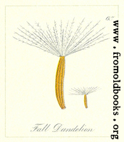 65. Fall Dandelion Seeds