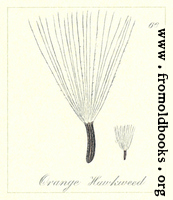 66. Orange Hawkweed Seeds