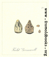 70. Field Gromwell Seeds
