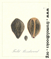 72. Field Bindweed Seeds
