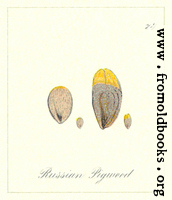 74. Russian Pigweed Seeds