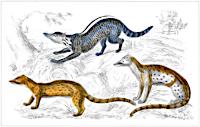 Indian Civet, Fossa, Genet