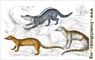Indian Civet, Fossa, Genet