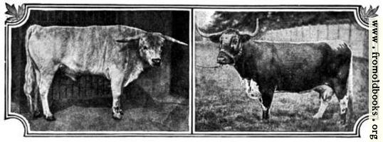 British Breeds of Cattle I (1/3)