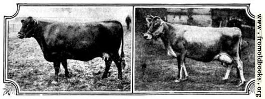 British Breeds of Cattle I (3/3)
