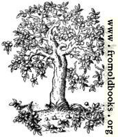 322.—Apple Tree. Pyrus Malus. C. S.