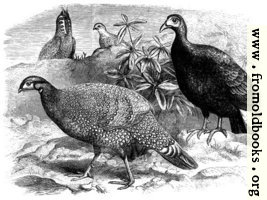 Pheasants