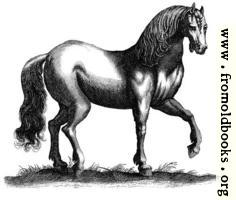 135b.—Antique engraving of a horse