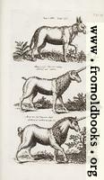 Tab. XI: Rinocerous and Unicorns