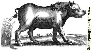 Antique engraving of a hippopotamus