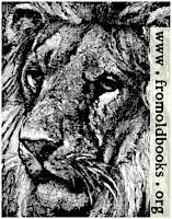 Lion Face, detail from Lions in a Cage