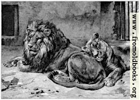 Lions in a Cage