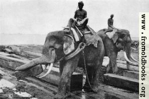 Elephants cayying logs at Rangoon