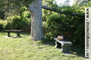 Two benches under an old tree with a Bible