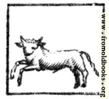 Taurus (the Bull)