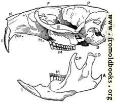 Skull and one side of mandible of Musk Rat.