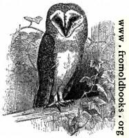 The Barn Owl (Strix flammea)